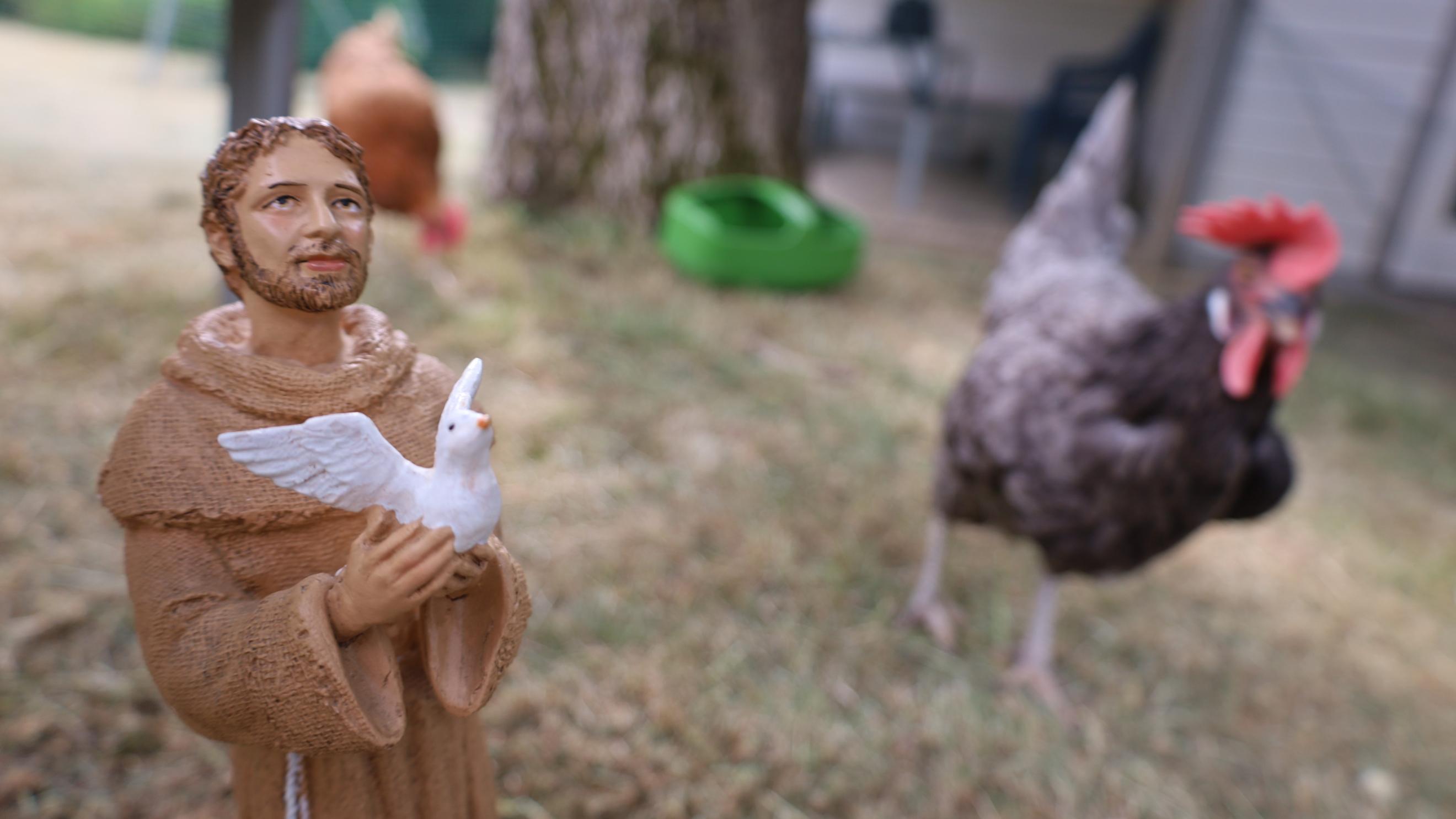 Eine Figur des Hl. Franziskus, der eine Taube auf der Hand trägt, im Hintergrund ein schwarzes Huhn.